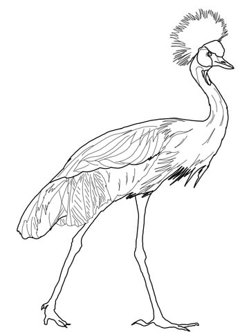 Black Crowned Crane Coloring Page